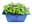 09133952: Mustard Cress Netherlands 1pot